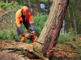 How Our Tree Care Process Works  in  Richlandtown, PA
