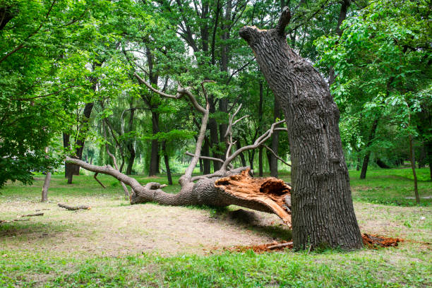 Professional Tree Care in Richlandtown, PA